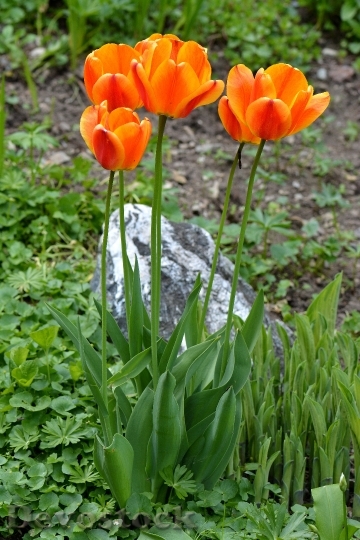 Devostock Tulips Flowers Orange Garden