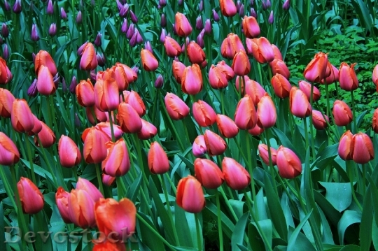 Devostock Tulips Flowers Orange Pink
