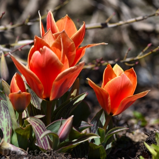 Devostock Tulips Flowers Orange Red 0