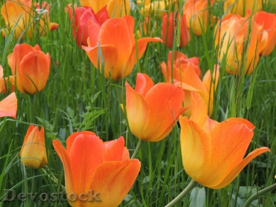 Devostock Tulips Flowers Orange Red 1