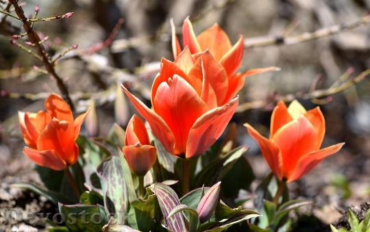 Devostock Tulips Flowers Orange Red