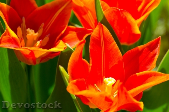 Devostock Tulips Flowers Orange Spring