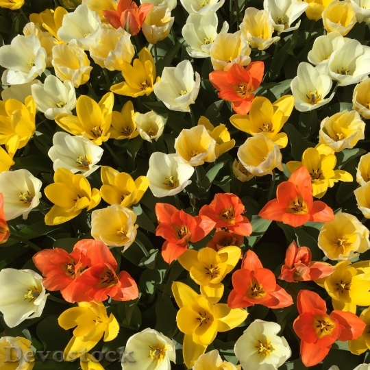 Devostock Tulips Flowers Orange Yellow