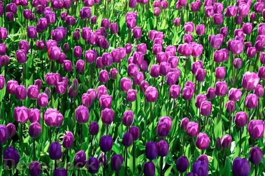 Devostock Tulips Flowers Pink Colorful