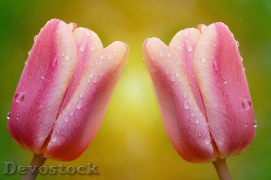 Devostock Tulips Flowers Pink Drop 0