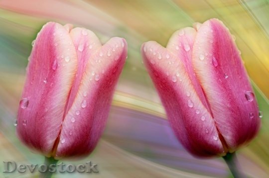 Devostock Tulips Flowers Pink Drop