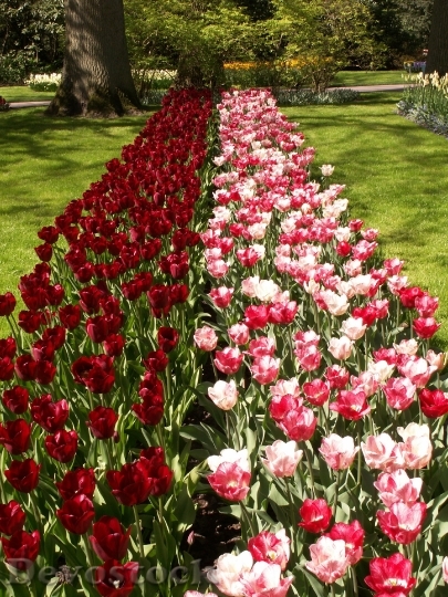 Devostock Tulips Flowers Pink Red