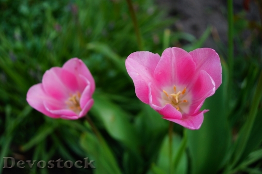 Devostock Tulips Flowers Pink Sweet