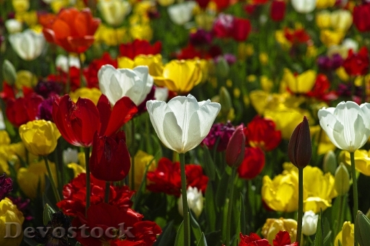 Devostock Tulips Flowers Plant Colorful