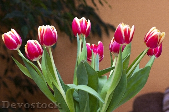 Devostock Tulips Flowers Posy Colored