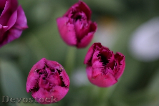 Devostock Tulips Flowers Purple Spring