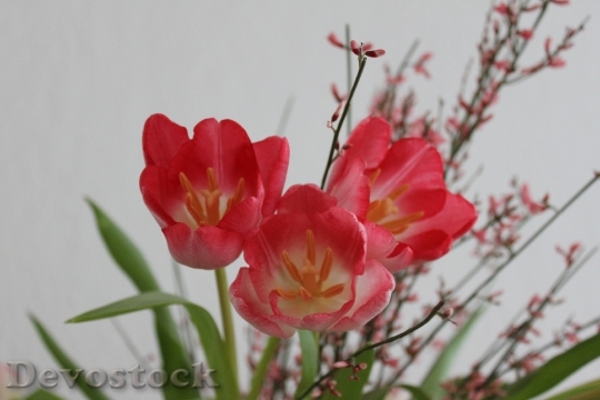 Devostock Tulips Flowers Red 235208