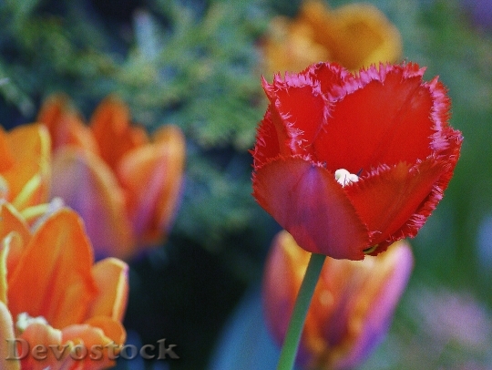 Devostock Tulips Flowers Red Orange 1
