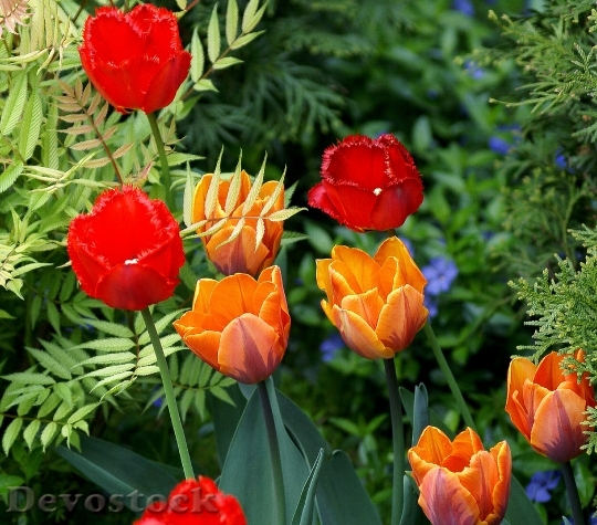 Devostock Tulips Flowers Red Orange 4