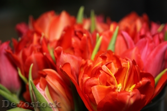 Devostock Tulips Flowers Red Orange
