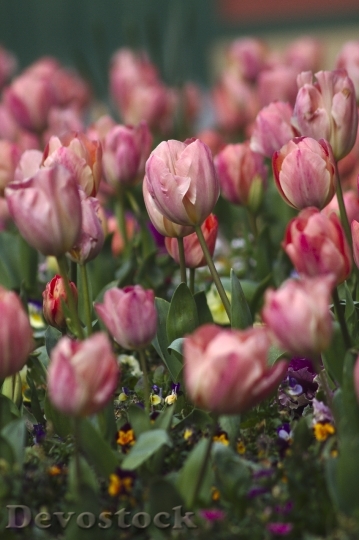 Devostock Tulips Flowers Roses 1277169