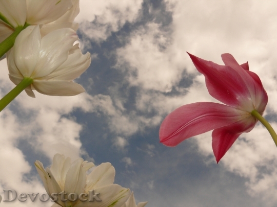 Devostock Tulips Flowers Sky Back