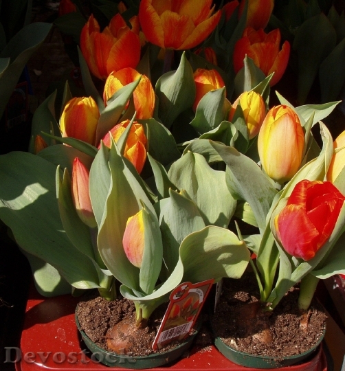 Devostock Tulips Flowers Spring 83885