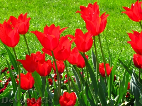 Devostock Tulips Flowers Spring Color