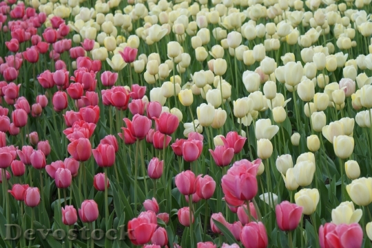 Devostock Tulips Flowers Spring Field