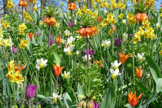Devostock Tulips Flowers Spring Garden