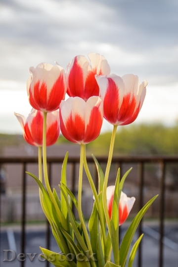 Devostock Tulips Flowers Spring Nature 1