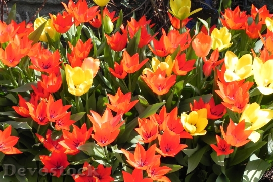 Devostock Tulips Flowers Spring Nature
