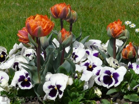 Devostock Tulips Flowers Spring Park