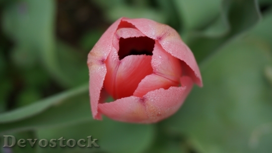 Devostock Tulips Flowers Spring Pink 1