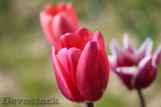 Devostock Tulips Flowers Spring Purple