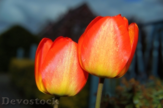 Devostock Tulips Flowers Spring Red 0