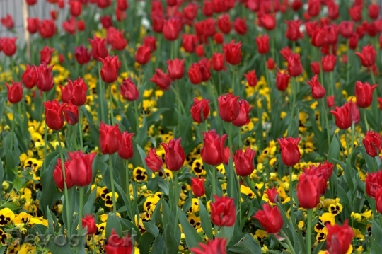 Devostock Tulips Flowers Supplies Coloring 1