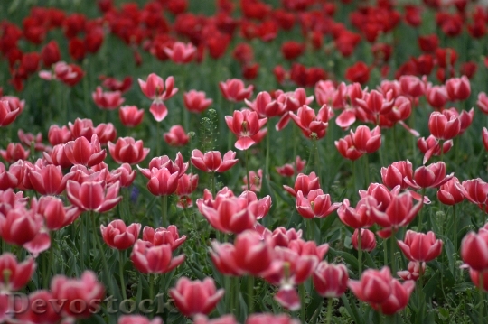 Devostock Tulips Flowers Supplies Coloring 3