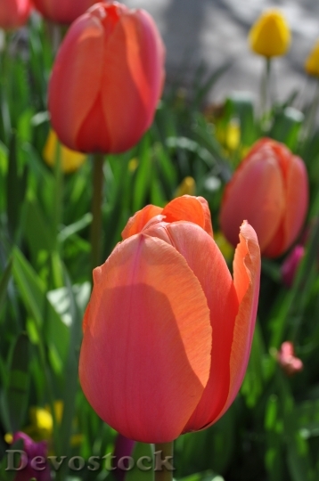Devostock Tulips Flowers Tulip Flower 0