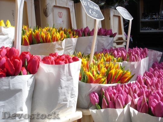 Devostock Tulips Flowers Valentines Spring