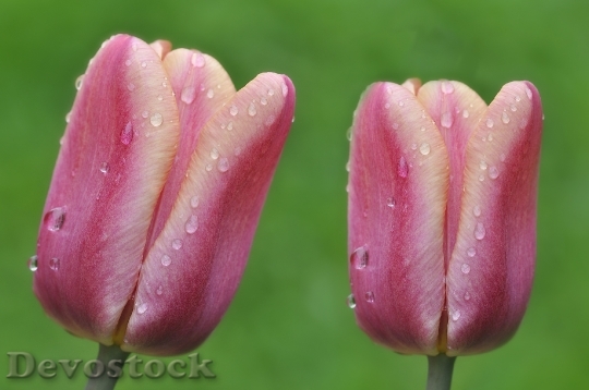Devostock Tulips Flowers Wet Drop
