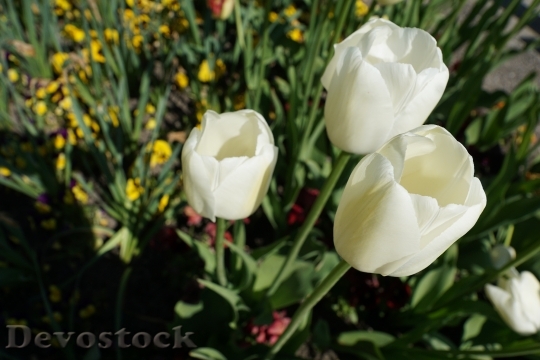 Devostock Tulips Flowers White Nature 0