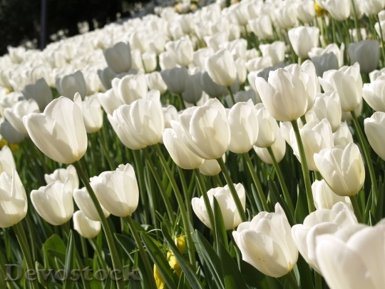 Devostock Tulips Flowers White Nature