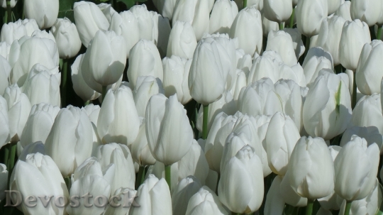 Devostock Tulips Flowers White Pure