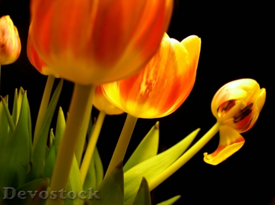 Devostock Tulips Flowers Withered Black