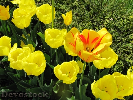 Devostock Tulips Flowers Yellow 1670552