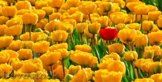 Devostock Tulips Flowers Yellow Beautiful