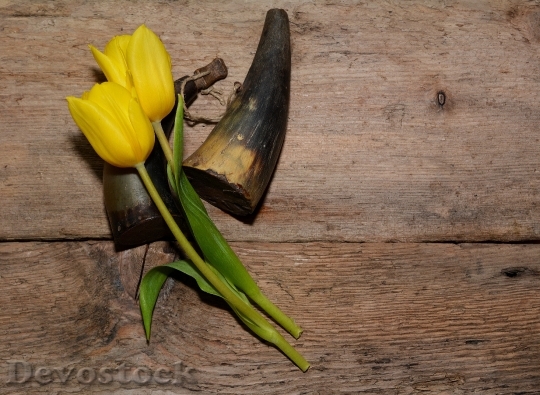 Devostock Tulips Flowers Yellow Cut