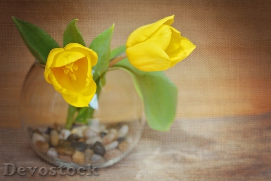 Devostock Tulips Flowers Yellow Flowers 0