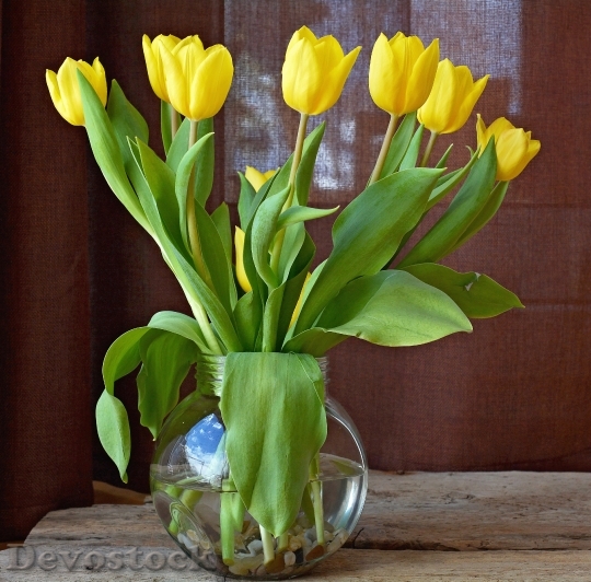 Devostock Tulips Flowers Yellow Flowers 2