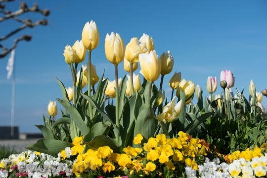 Devostock Tulips Flowers Yellow Flowers 3