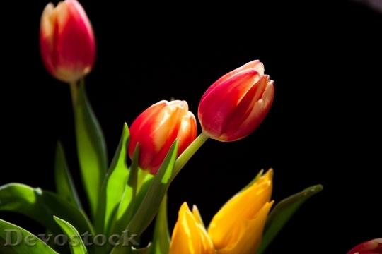 Devostock Tulips Flowers Yellow Nature