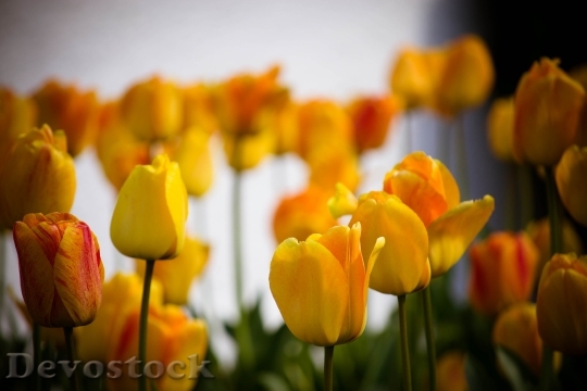 Devostock Tulips Flowers Yellow Orange