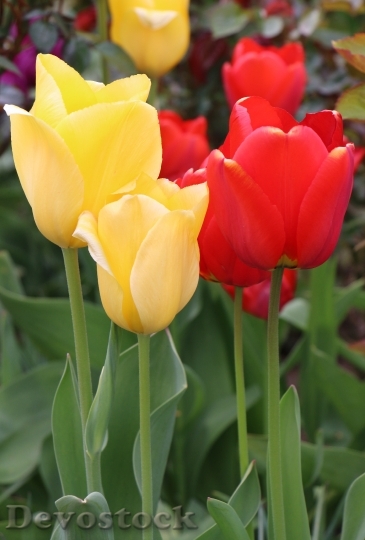 Devostock Tulips Flowers Yellow Red