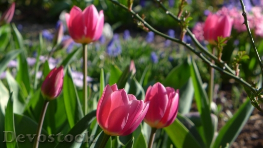 Devostock Tulips Fr C3 Bchlingsbl